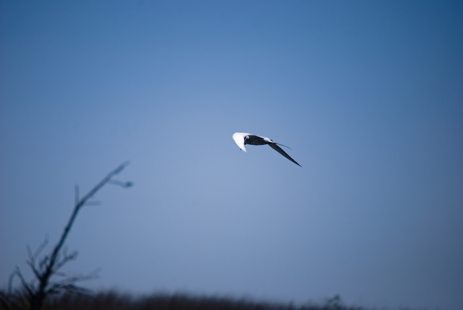 Flying tern